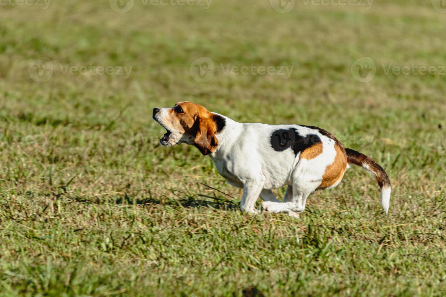 Beagle dog running and chasing coursing lure on field photo