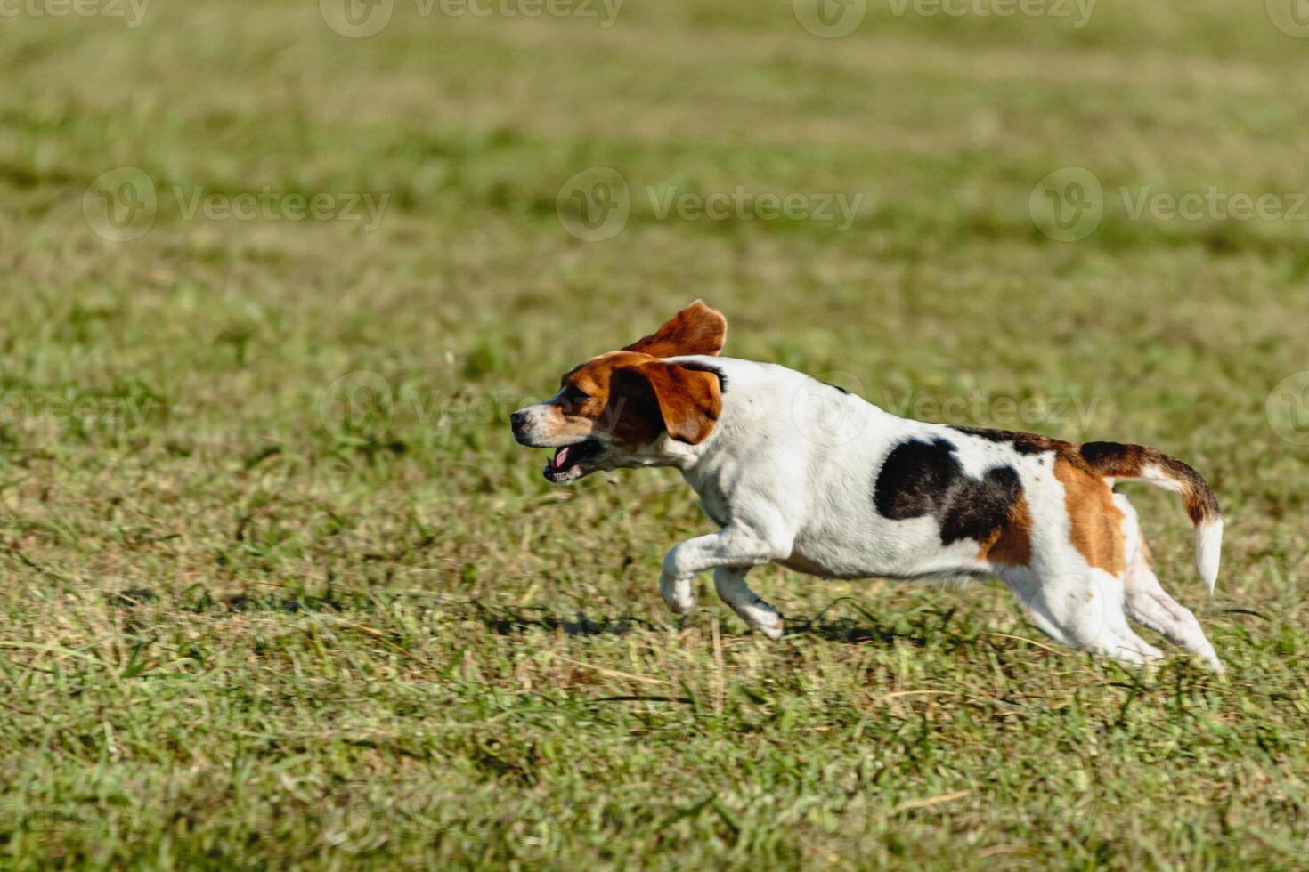 Beagle dog running and chasing coursing lure on field photo