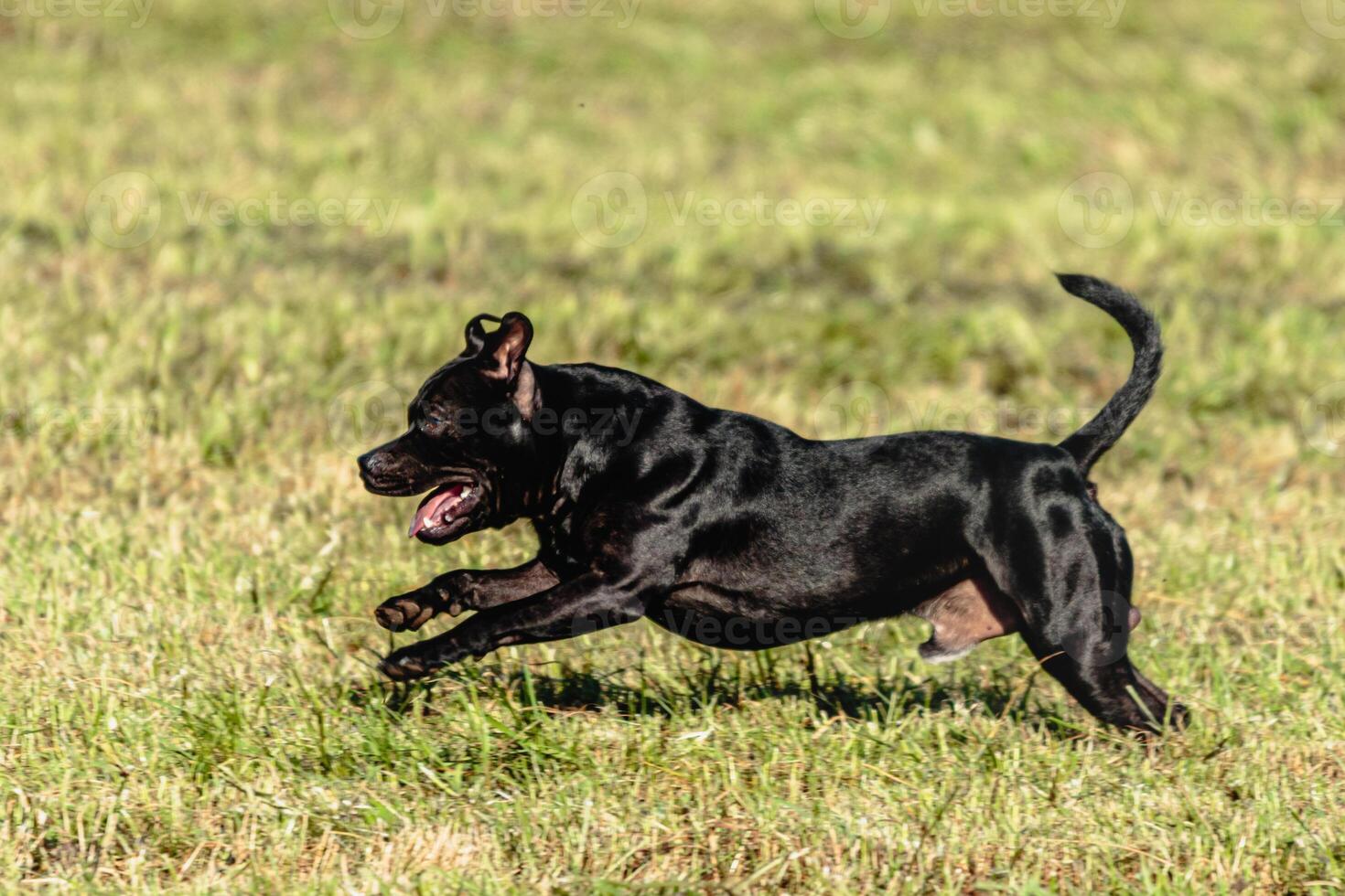 Staffordshire bull terrier flying while running on dog racing photo