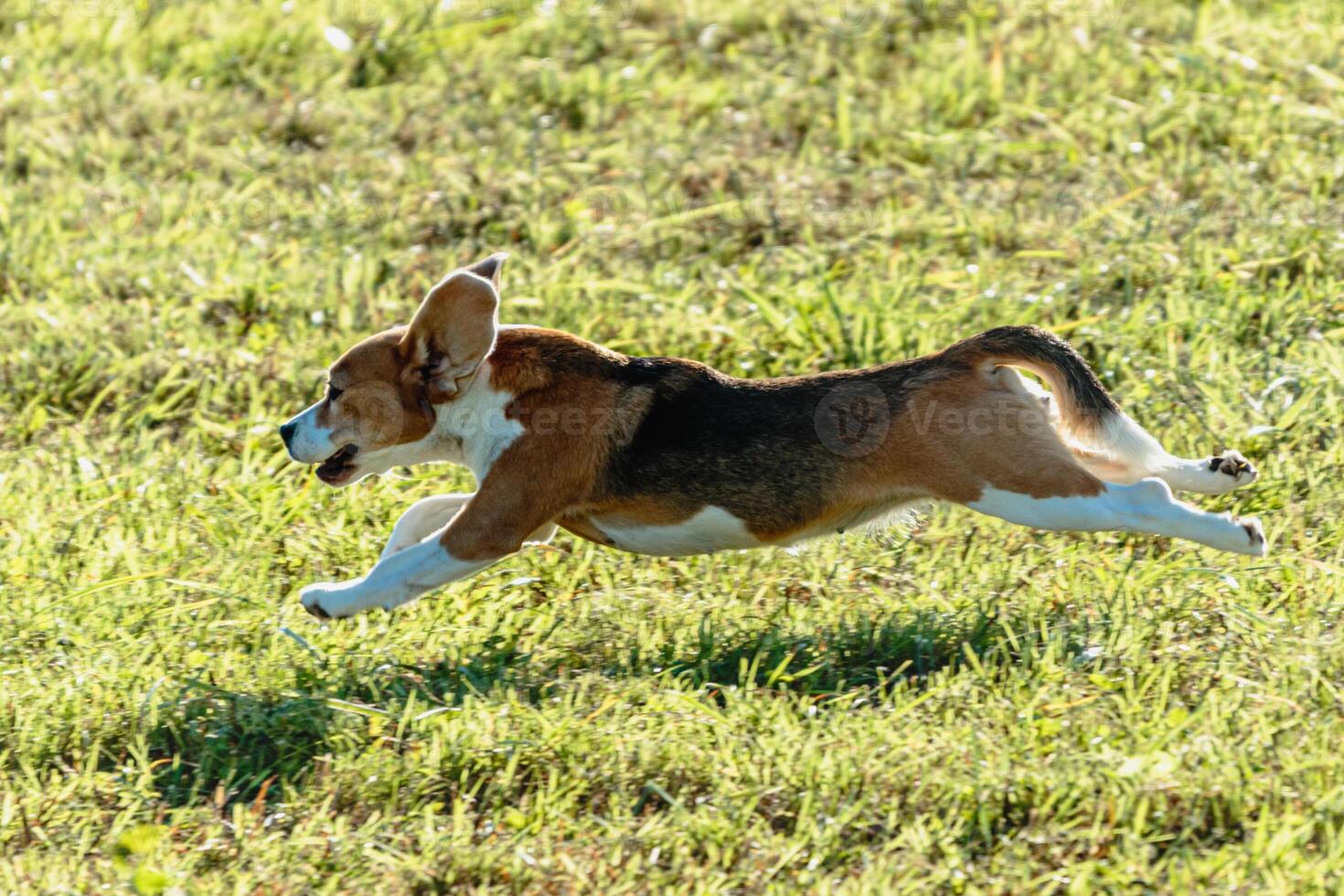 Beagle dog running and chasing coursing lure on field photo