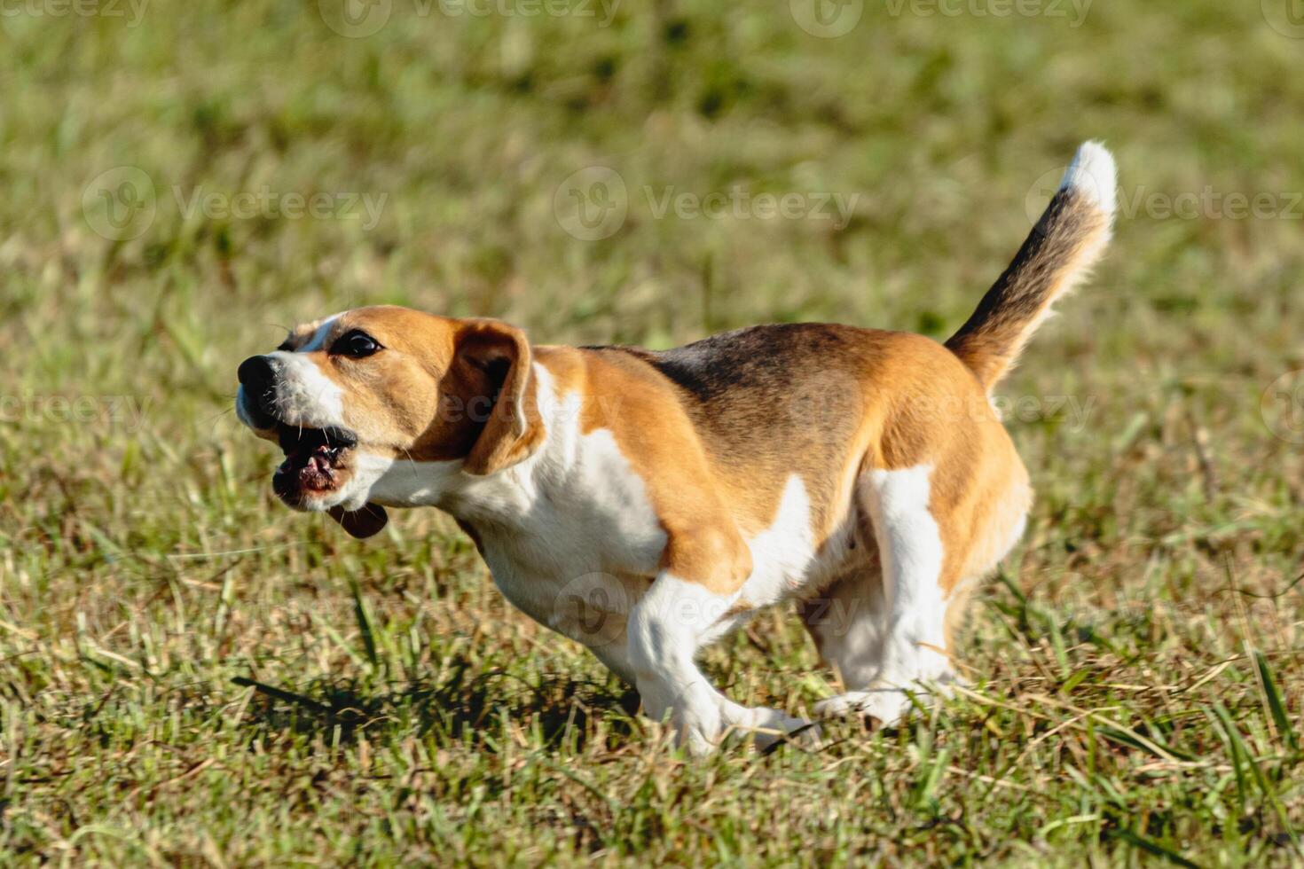 Beagle dog running and chasing coursing lure on field photo