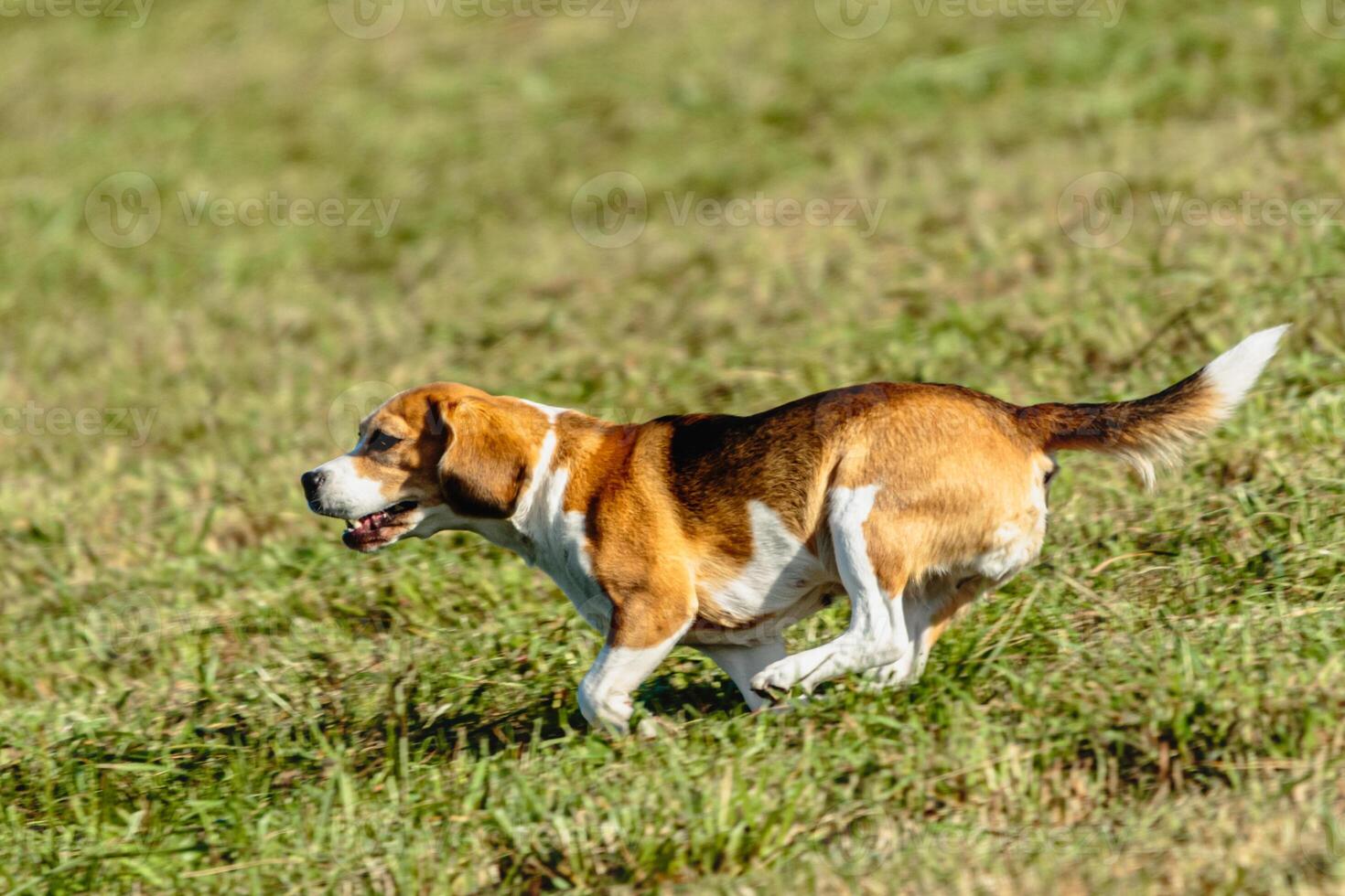 Beagle dog running and chasing coursing lure on field photo