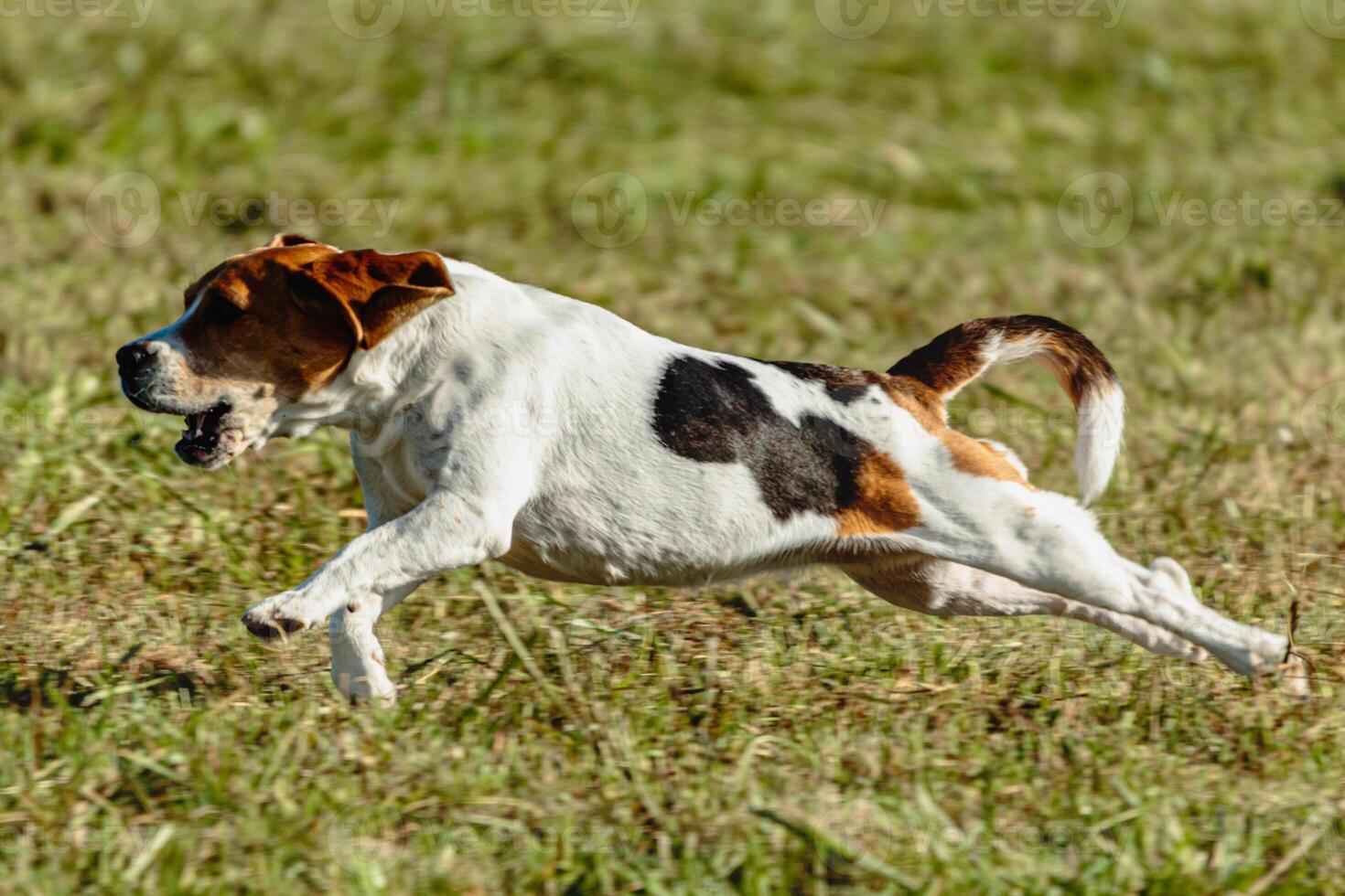 Beagle dog running and chasing coursing lure on field photo