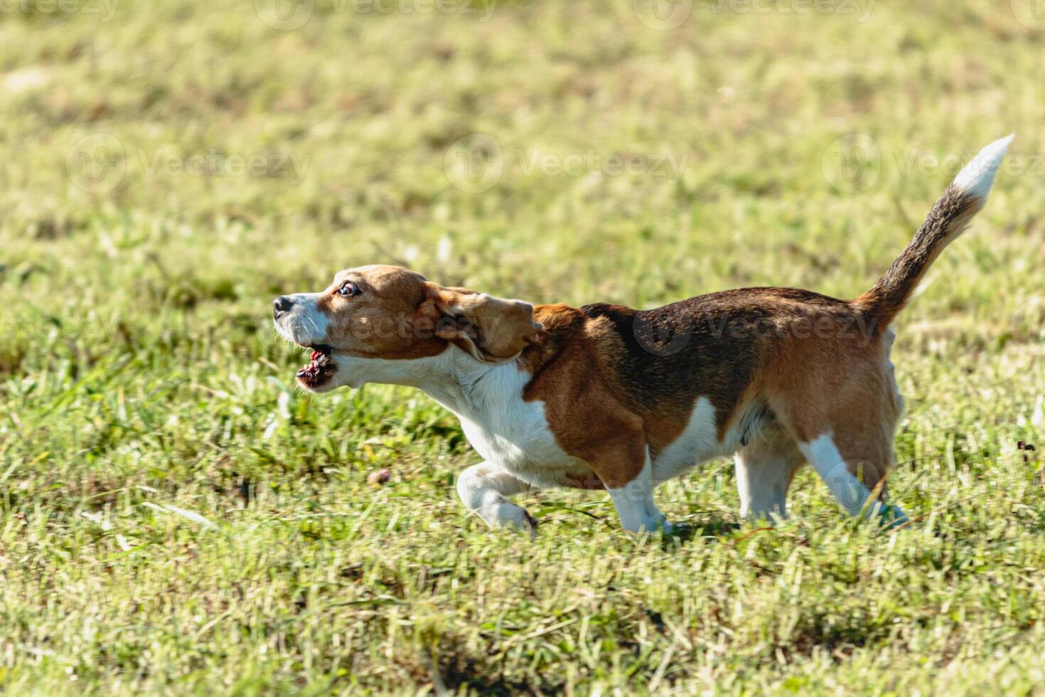 Beagle dog running and chasing coursing lure on field photo