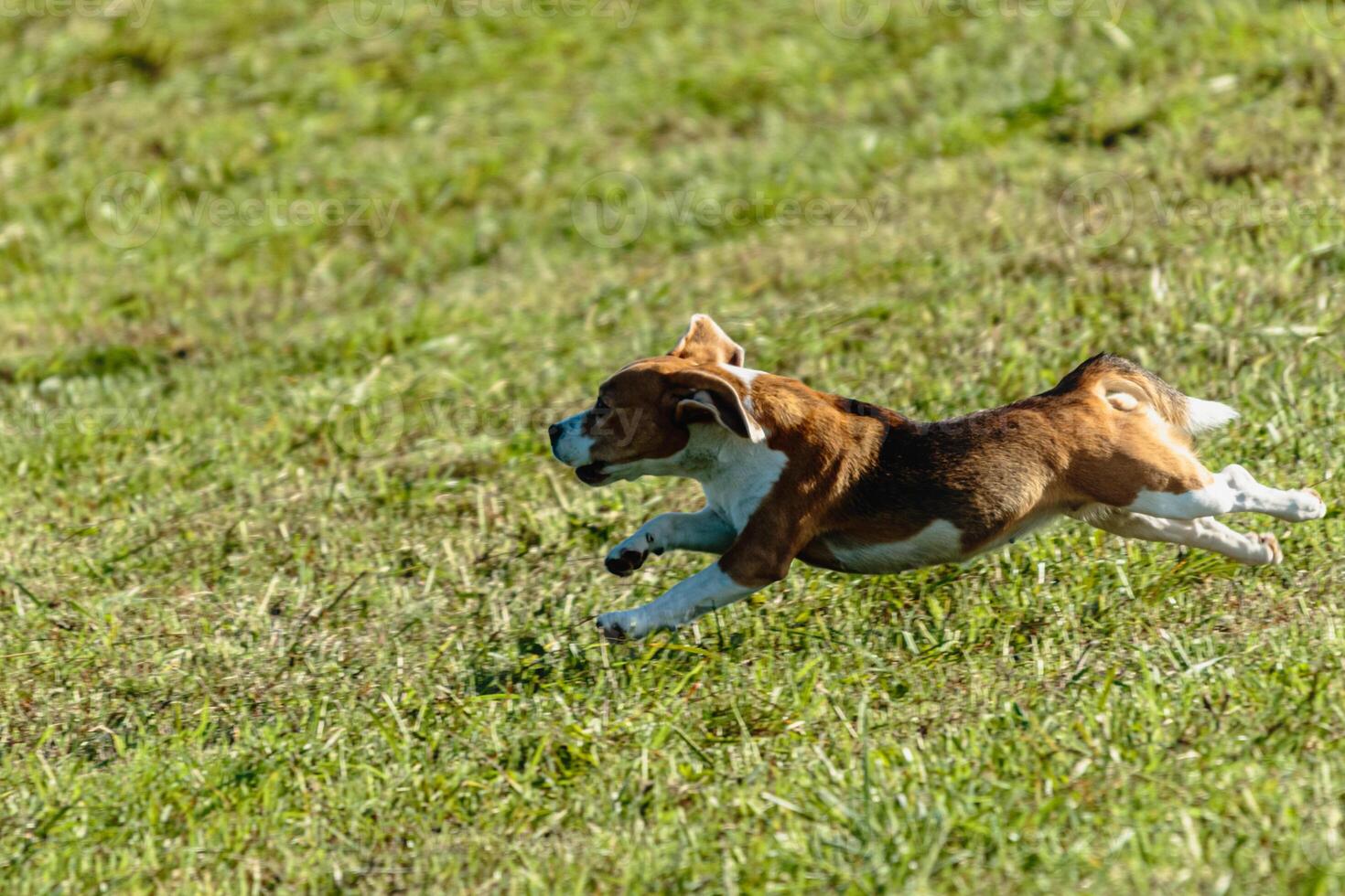 Beagle dog running and chasing coursing lure on field photo