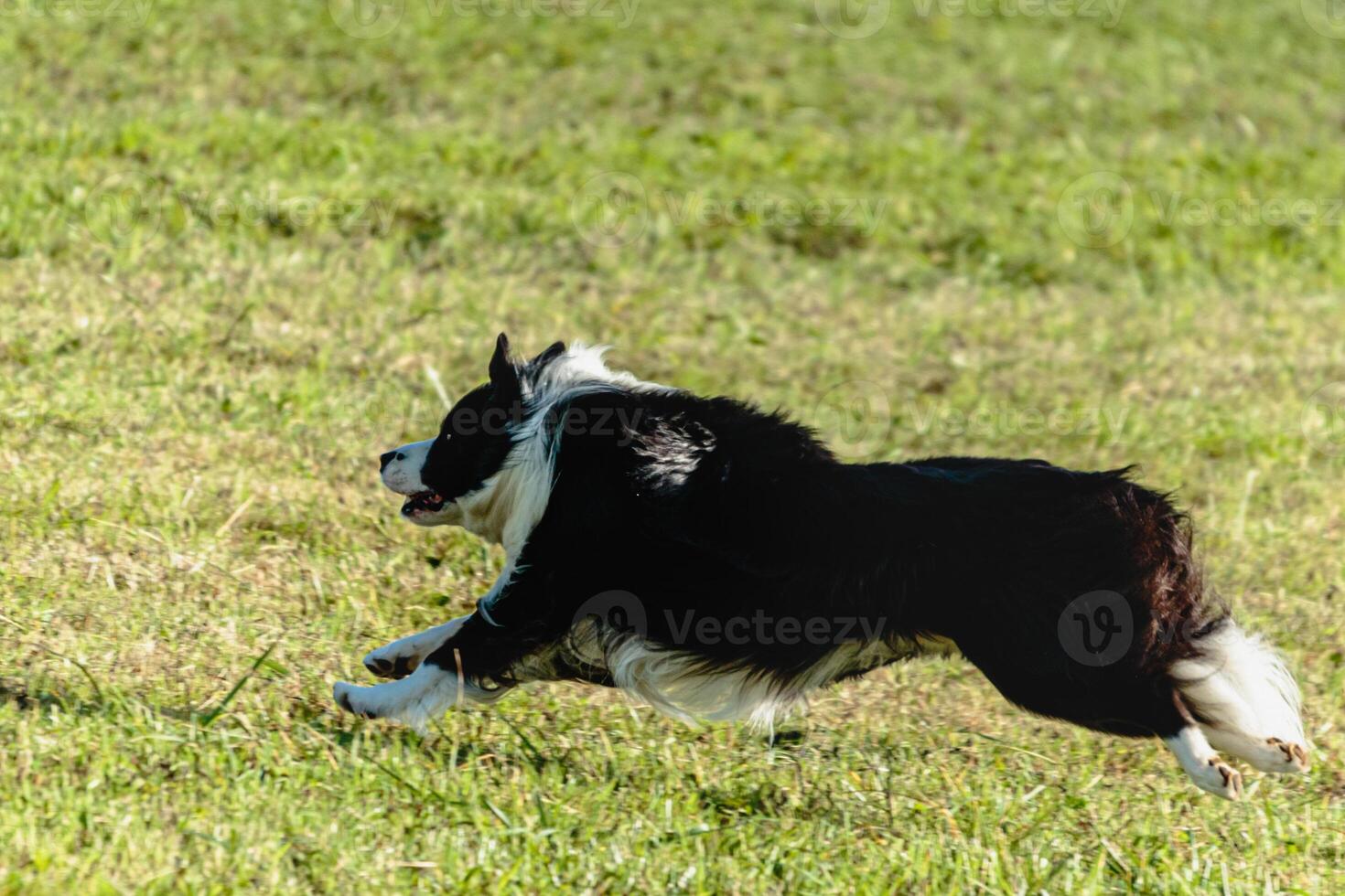 Border collie dog running and chasing coursing lure on field photo