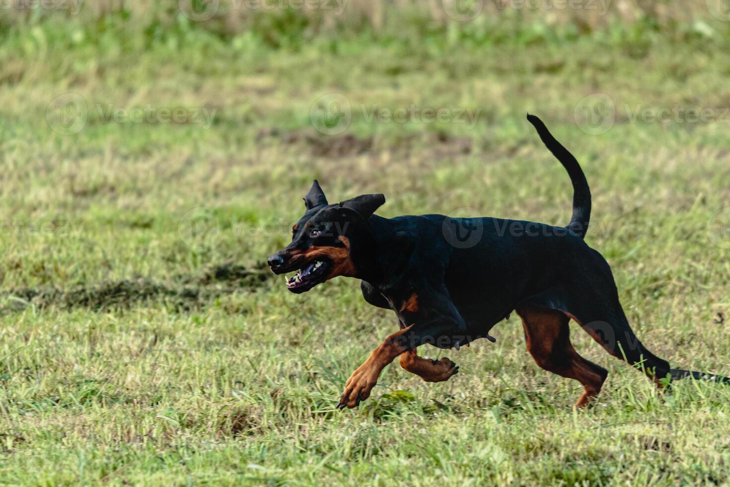 Dobermann dog running and chasing coursing lure on field photo