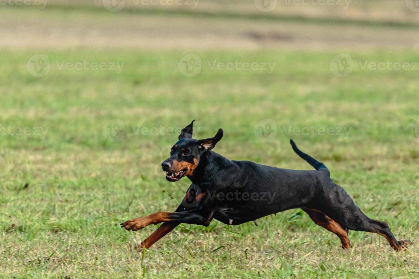 Dobermann dog running and chasing coursing lure on field photo
