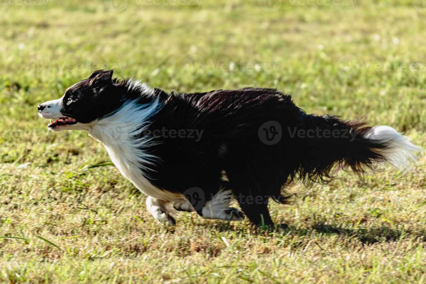 Border collie dog running and chasing coursing lure on field photo