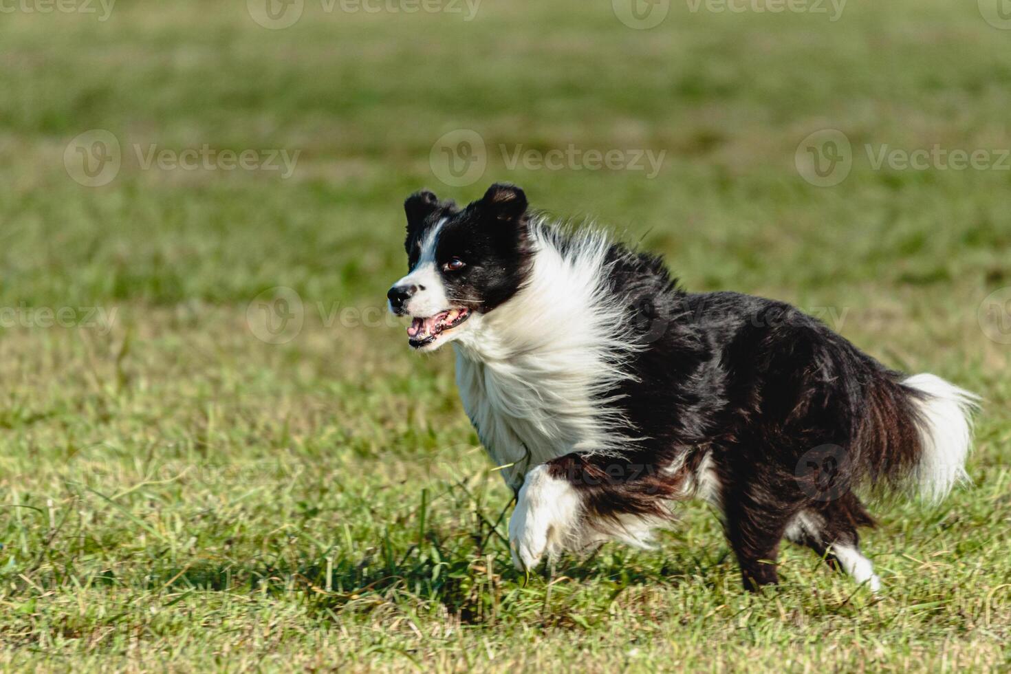 Border collie dog running and chasing coursing lure on field photo