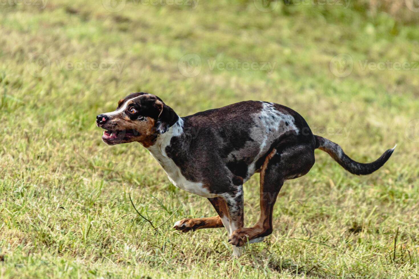 Catahoula leopard dog running and chasing lure on field photo