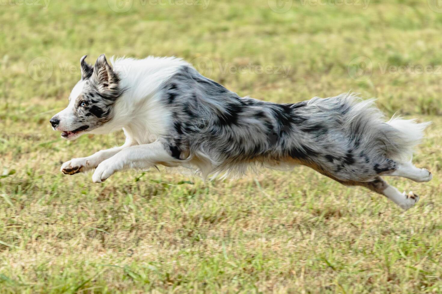 Border collie dog running and chasing coursing lure on field photo
