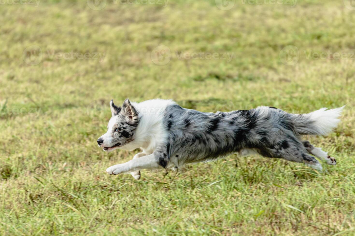 Border collie dog running and chasing coursing lure on field photo