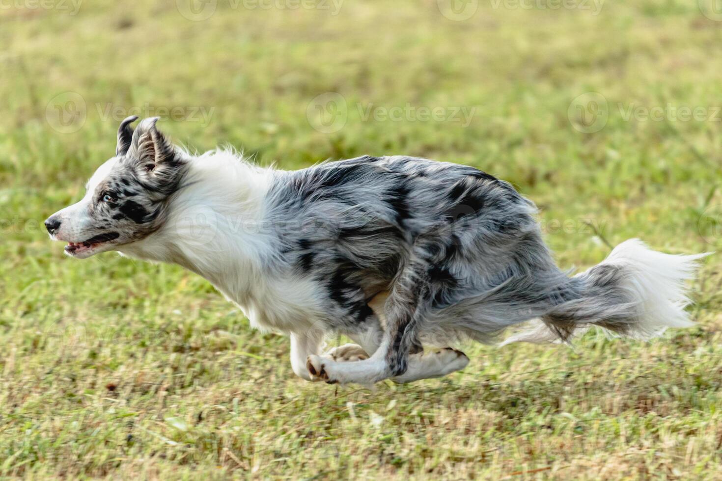 Border collie dog running and chasing coursing lure on field photo