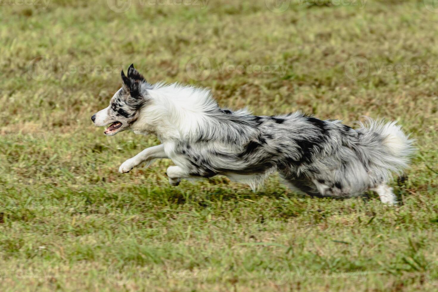 Border collie dog running and chasing coursing lure on field photo