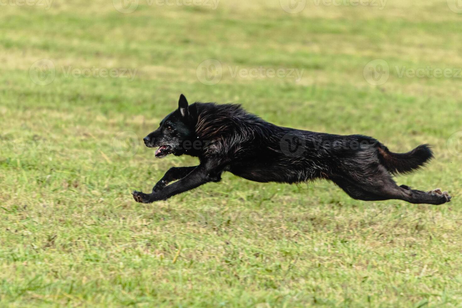 Dog running and chasing coursing lure on field photo