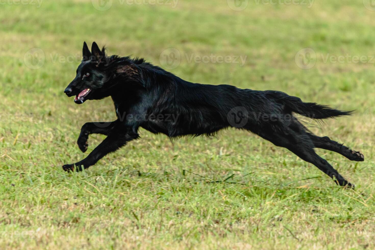 Belgian sheepdog running and chasing coursing lure on field photo