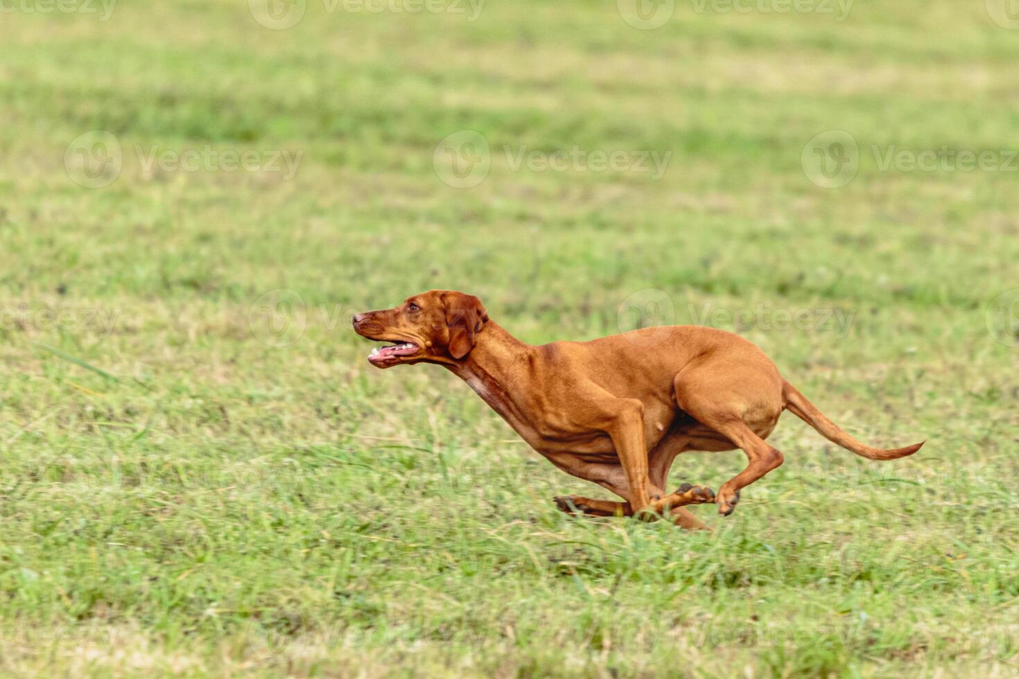Vizsla dog running and chasing coursing lure on field photo