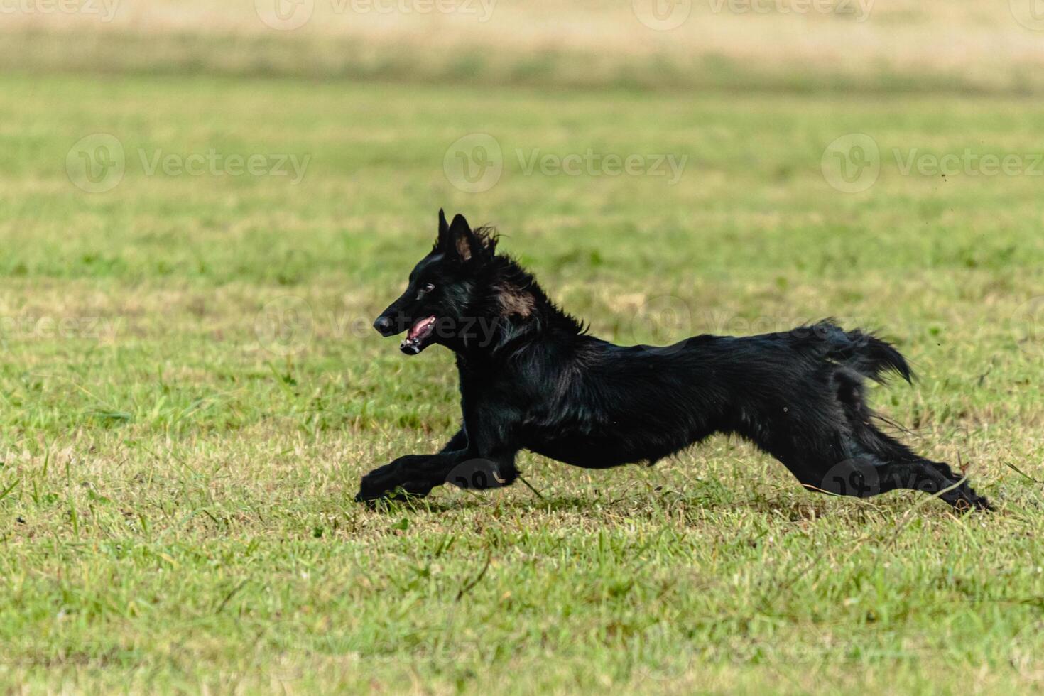 Belgian sheepdog running and chasing coursing lure on field photo