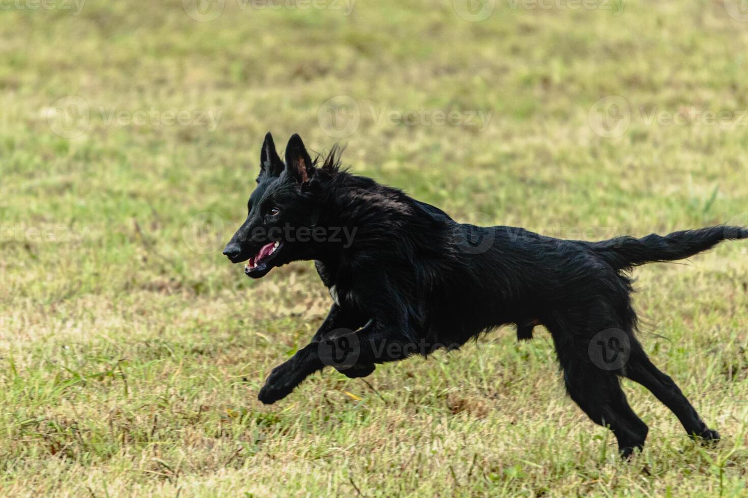 Belgian sheepdog running and chasing coursing lure on field photo