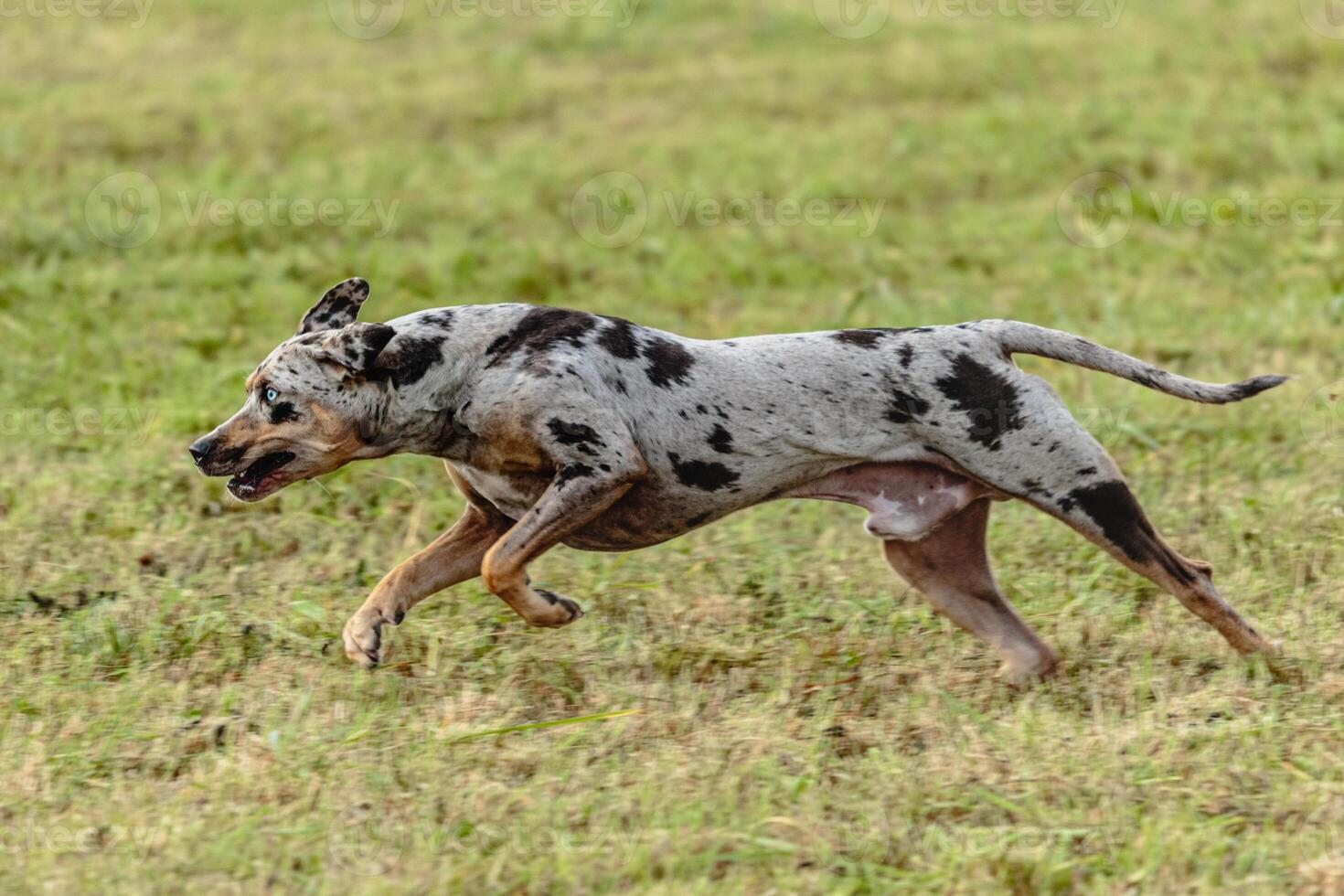 Catahoula leopard dog running in and chasing lure on field photo