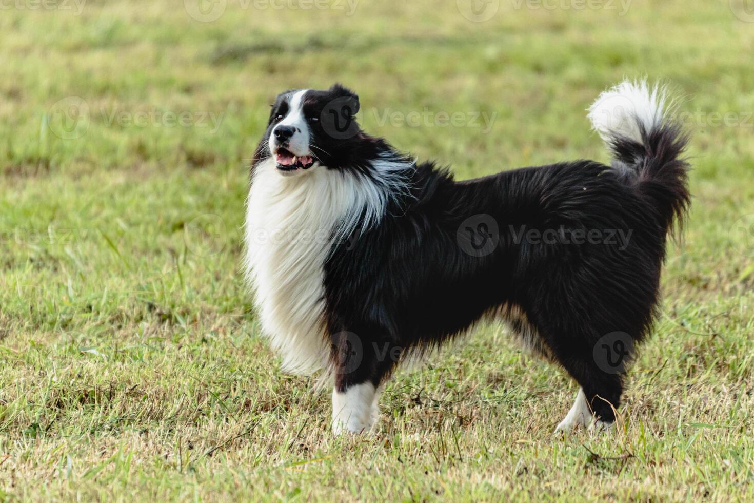 Border collie dog running and chasing coursing lure on field photo