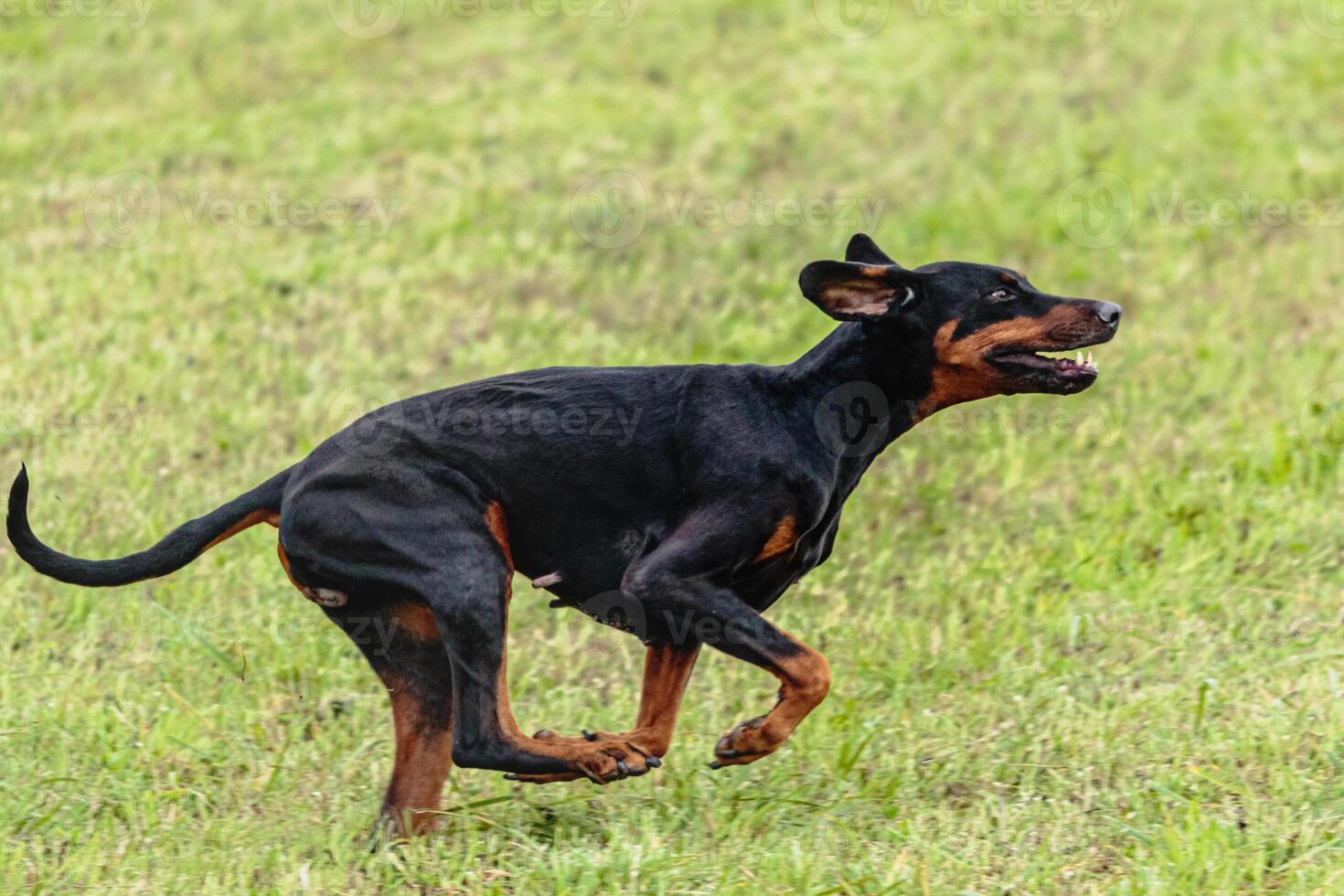 Dobermann dog running and chasing coursing lure on field photo