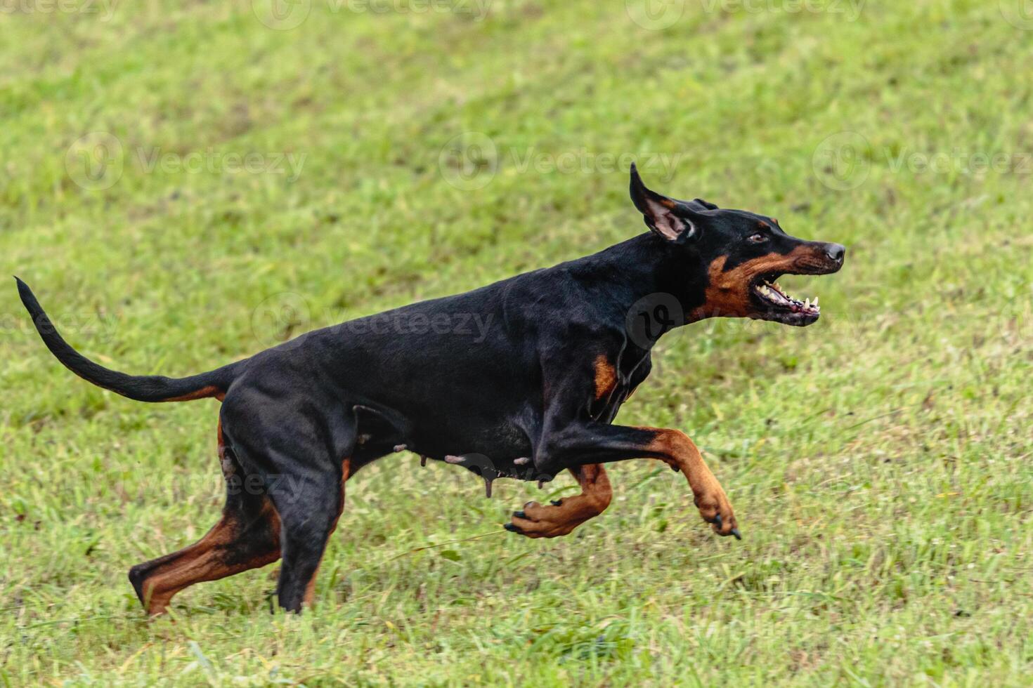 Dobermann dog running and chasing coursing lure on field photo