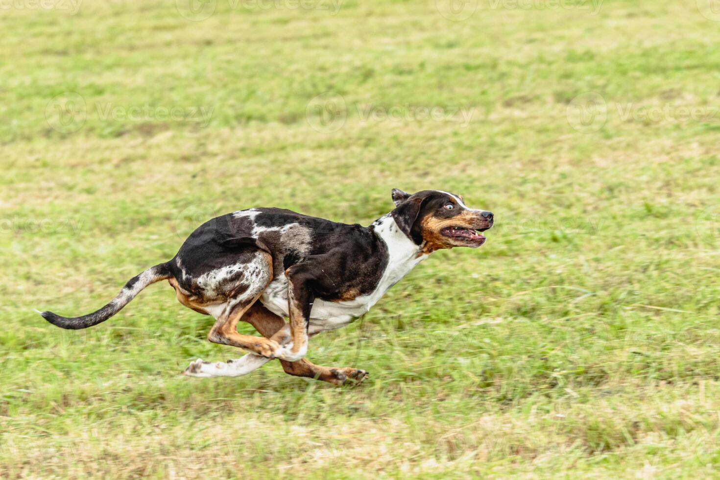 Catahoula leopard dog running in and chasing lure on field photo