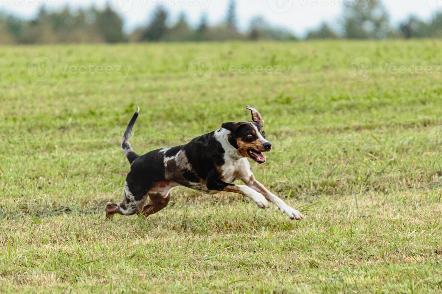 Catahoula leopard dog running in and chasing lure on field photo