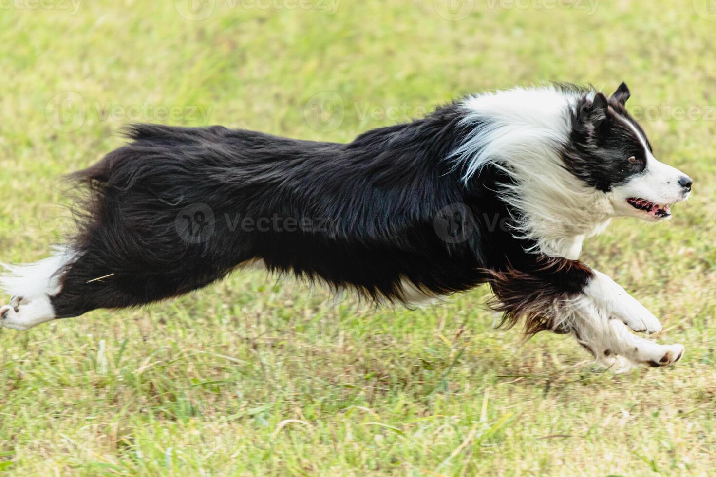 Border collie dog running and chasing coursing lure on field photo