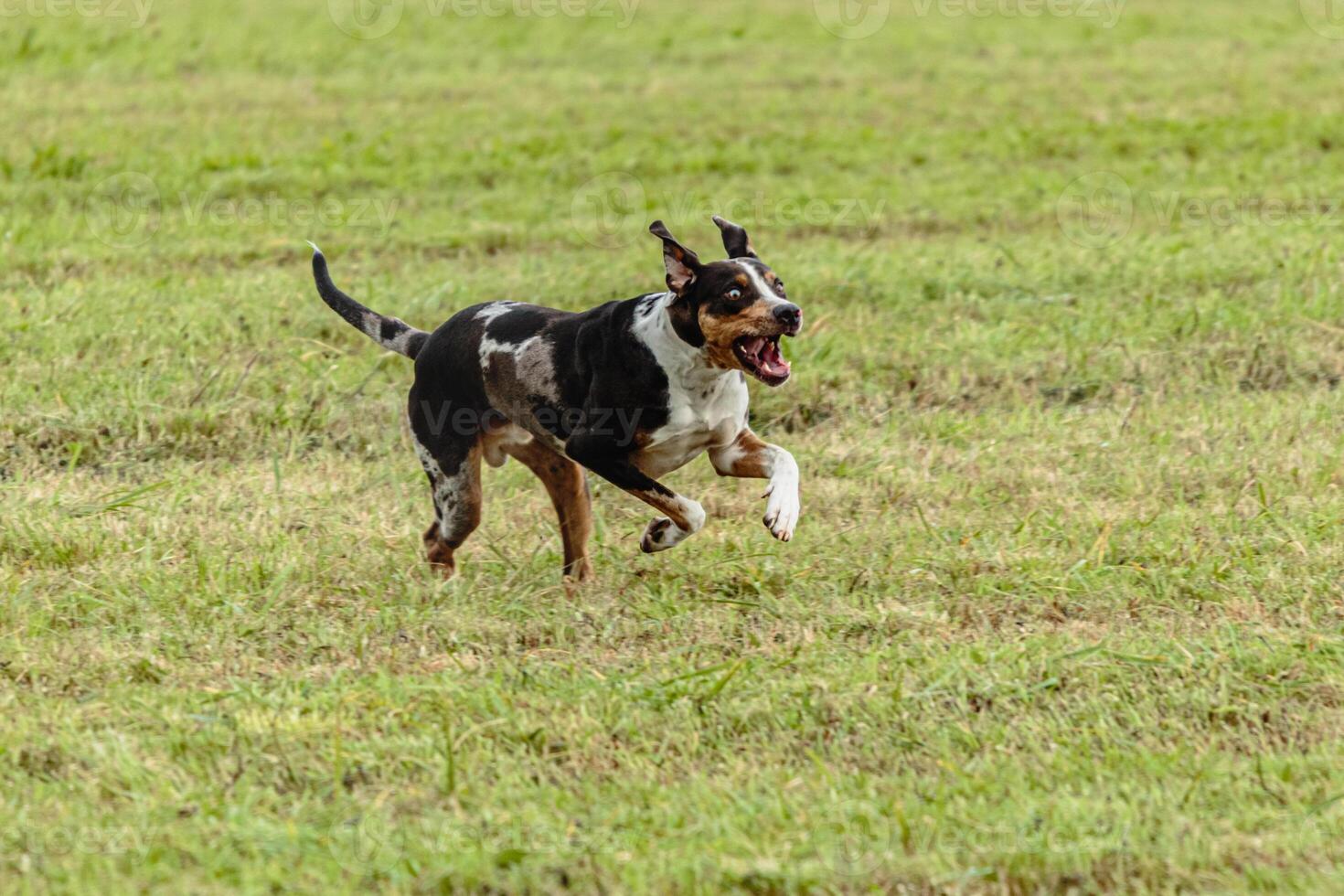 Catahoula leopard dog running in and chasing lure on field photo