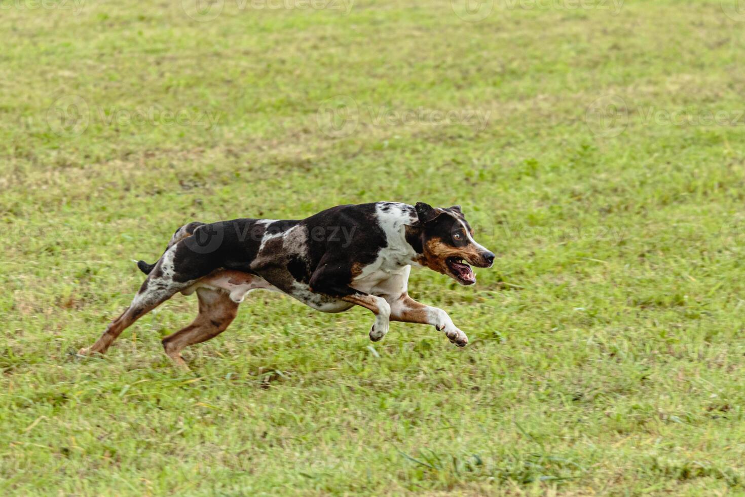Catahoula leopard dog running in and chasing lure on field photo