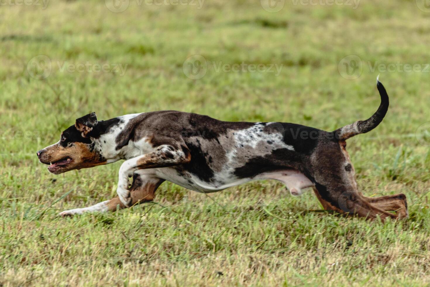Catahoula leopard dog running in and chasing lure on field photo