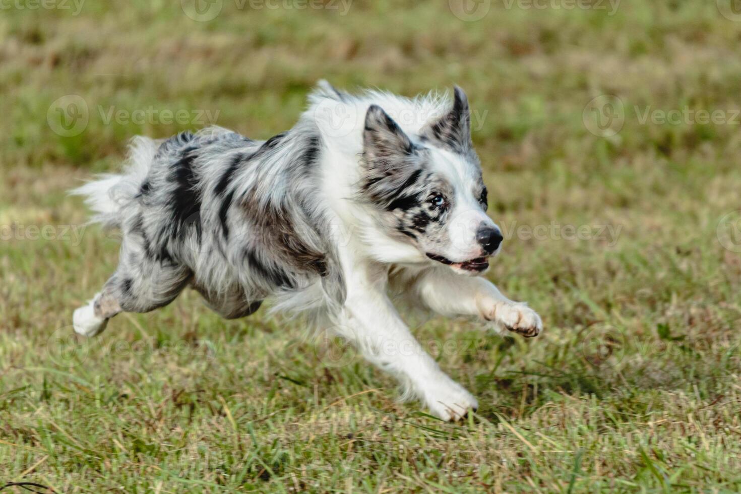 Border collie dog running and chasing coursing lure on field photo