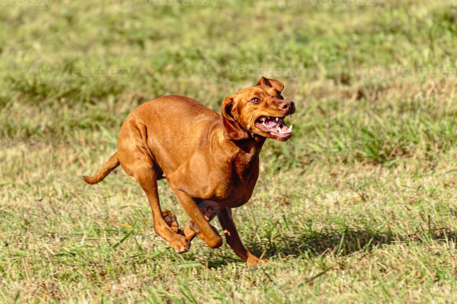 Vizsla dog running and chasing coursing lure on field photo