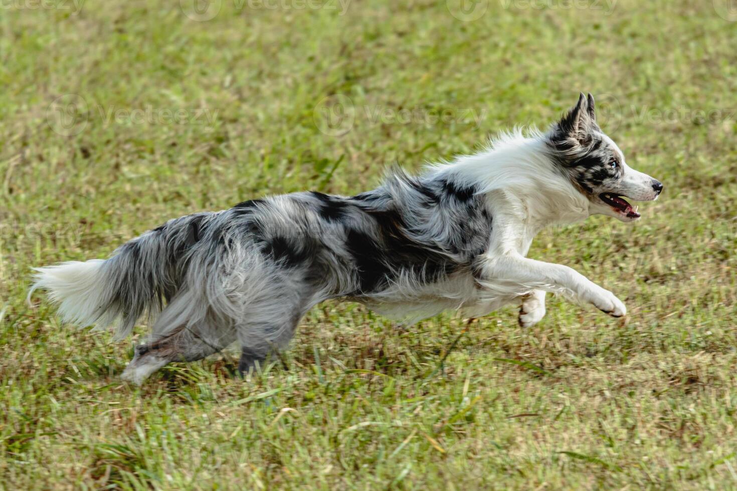 Border collie dog running and chasing coursing lure on field photo
