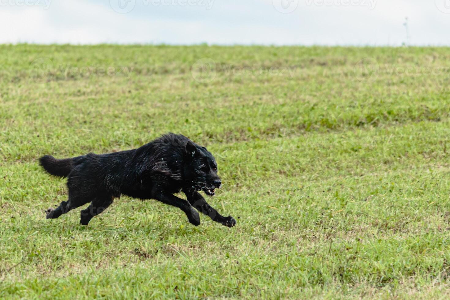 Dog running and chasing coursing lure on field photo