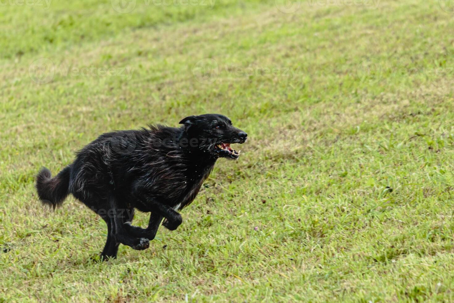 Dog running and chasing coursing lure on field photo