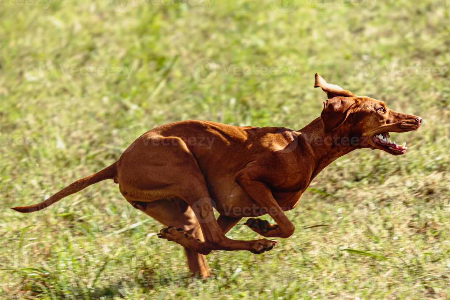 Vizsla dog running and chasing coursing lure on field photo