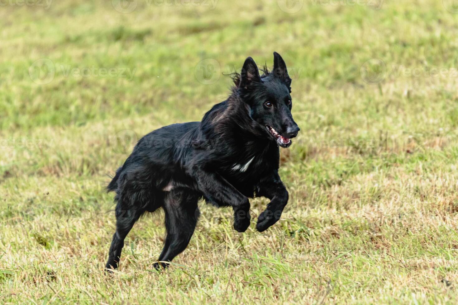 Belgian sheepdog running and chasing coursing lure on field photo