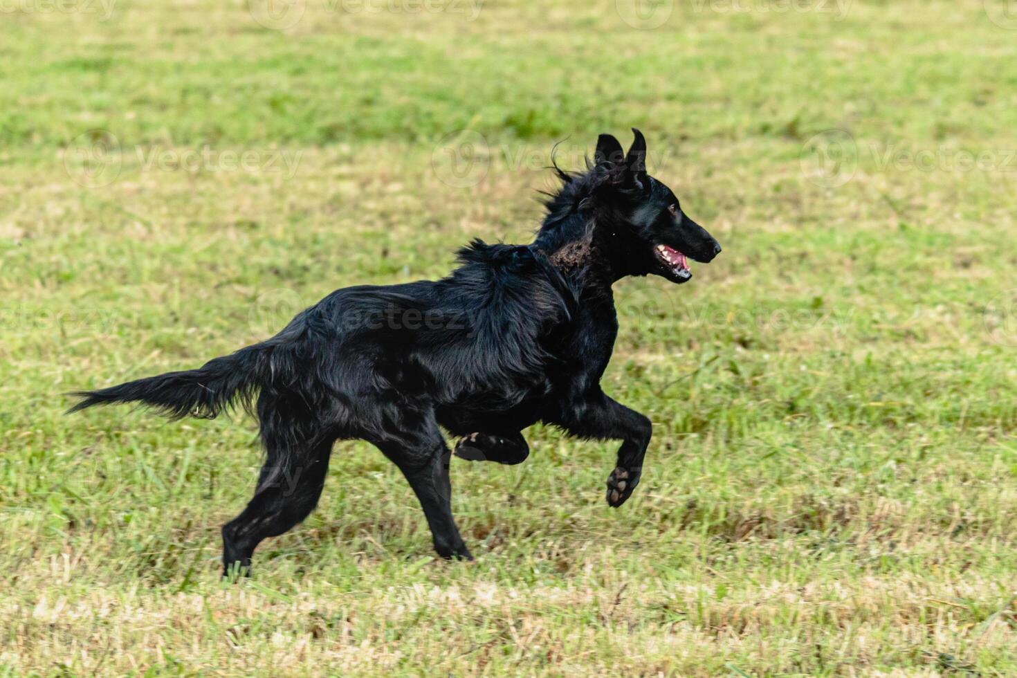 Belgian sheepdog running and chasing coursing lure on field photo