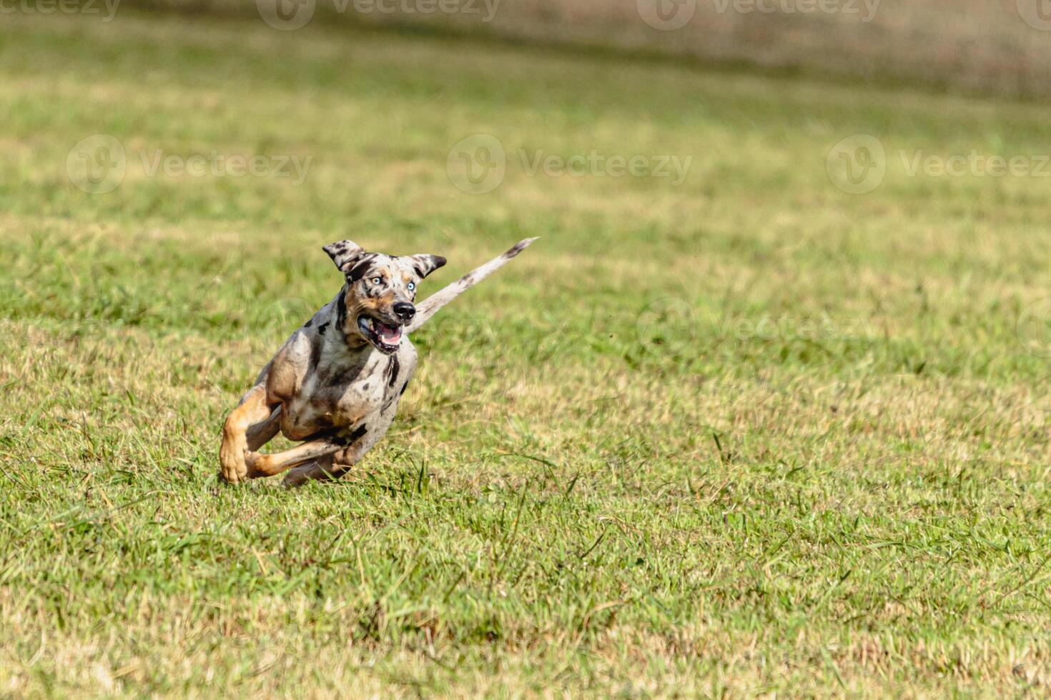 Catahoula leopard dog running in and chasing lure on field photo