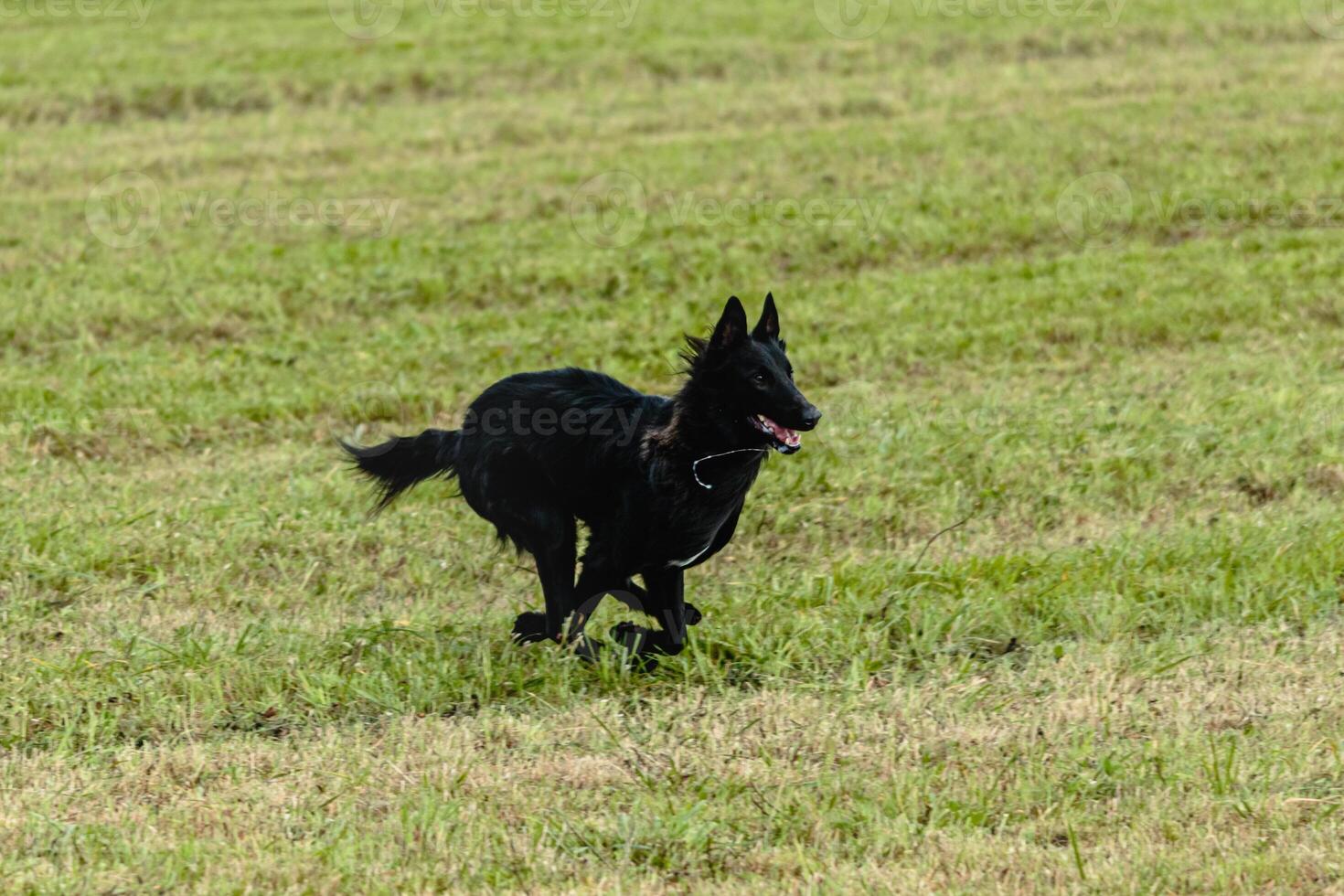 Belgian sheepdog running and chasing coursing lure on field photo