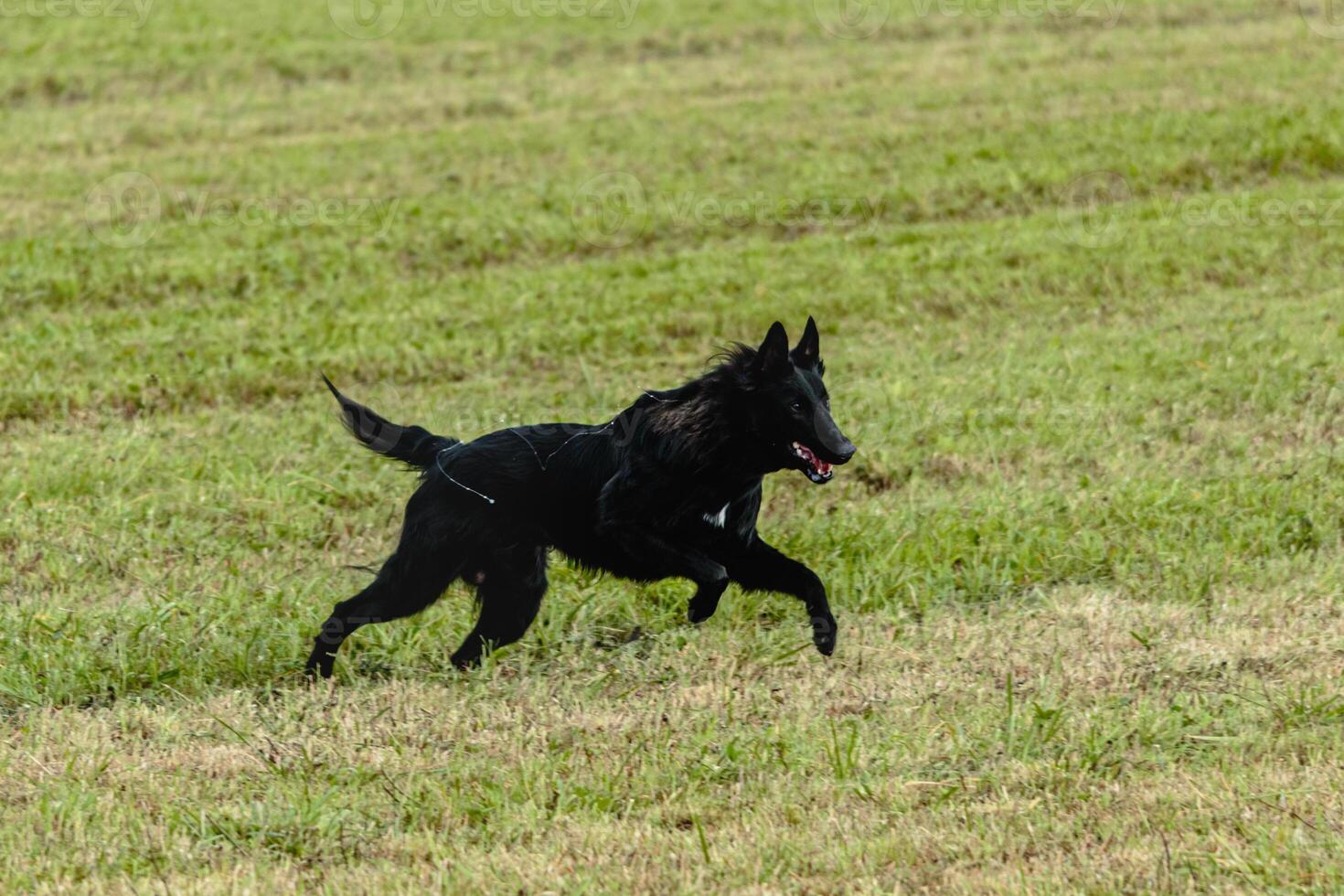 Belgian sheepdog running and chasing coursing lure on field photo