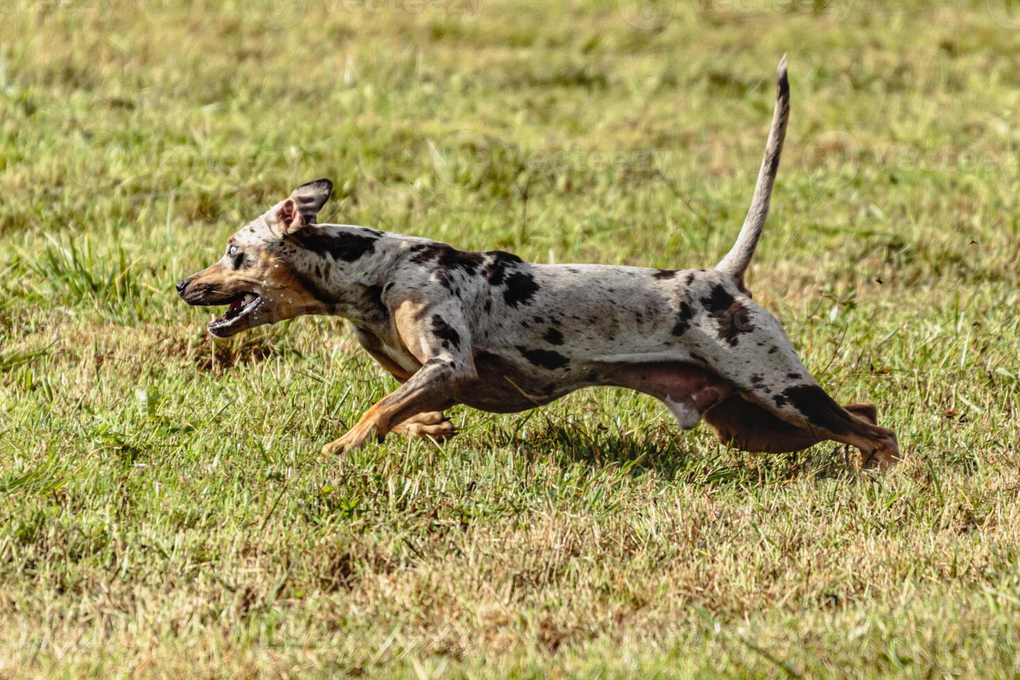 Catahoula leopard dog running in and chasing lure on field photo