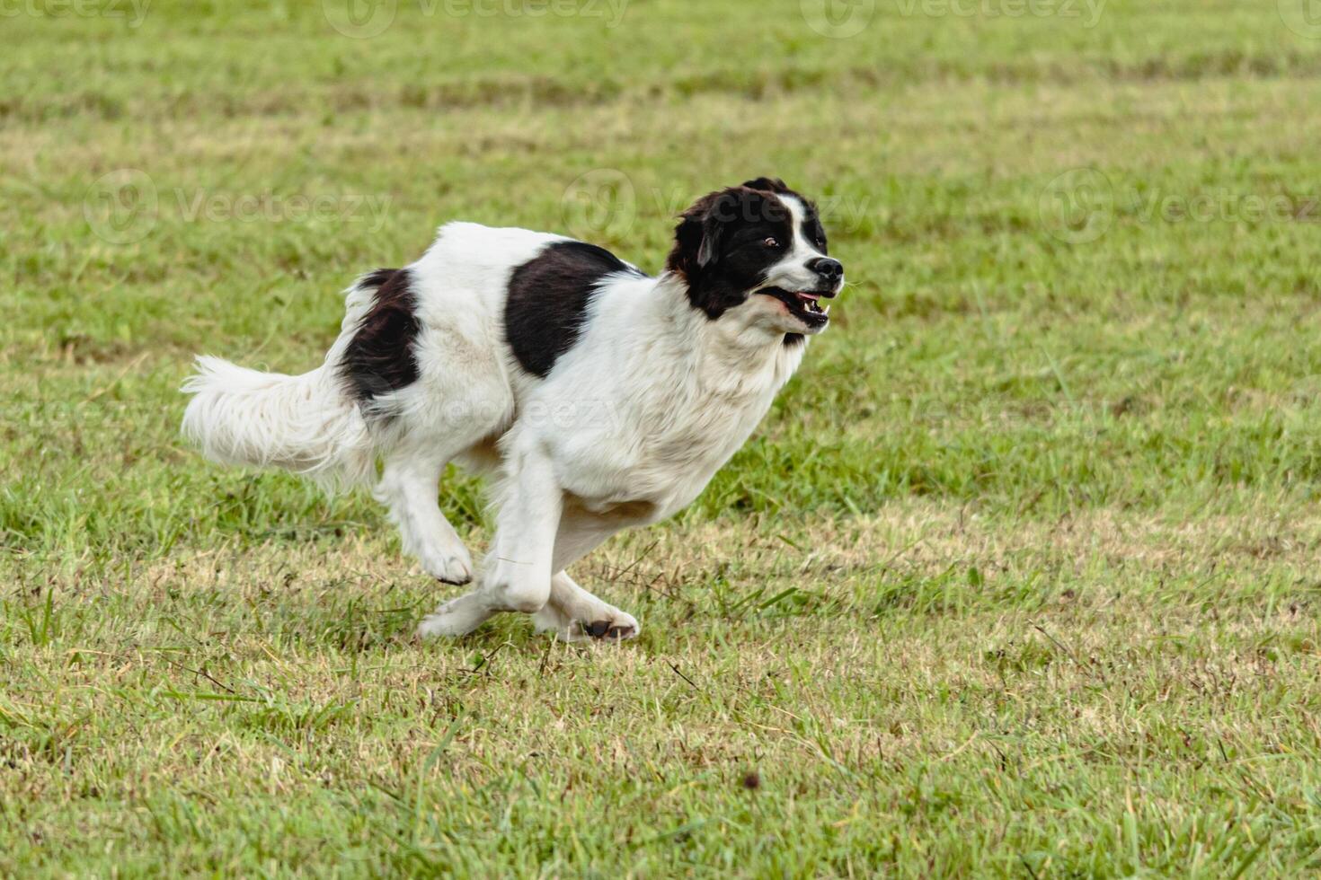 Landseer dog running and chasing lure on field photo
