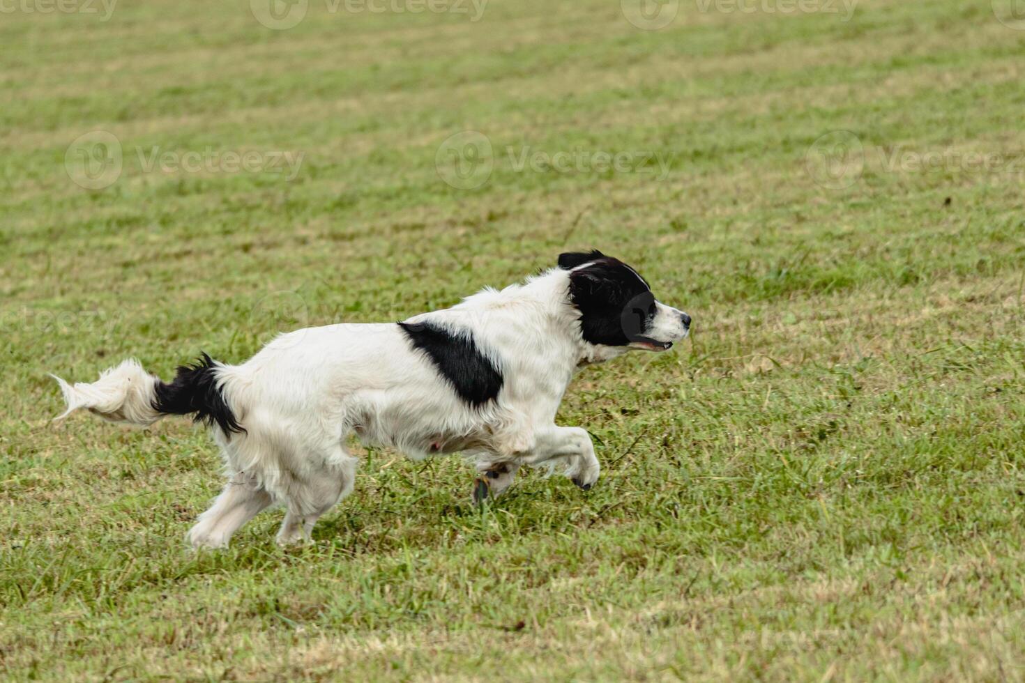 Landseer dog running and chasing lure on field photo