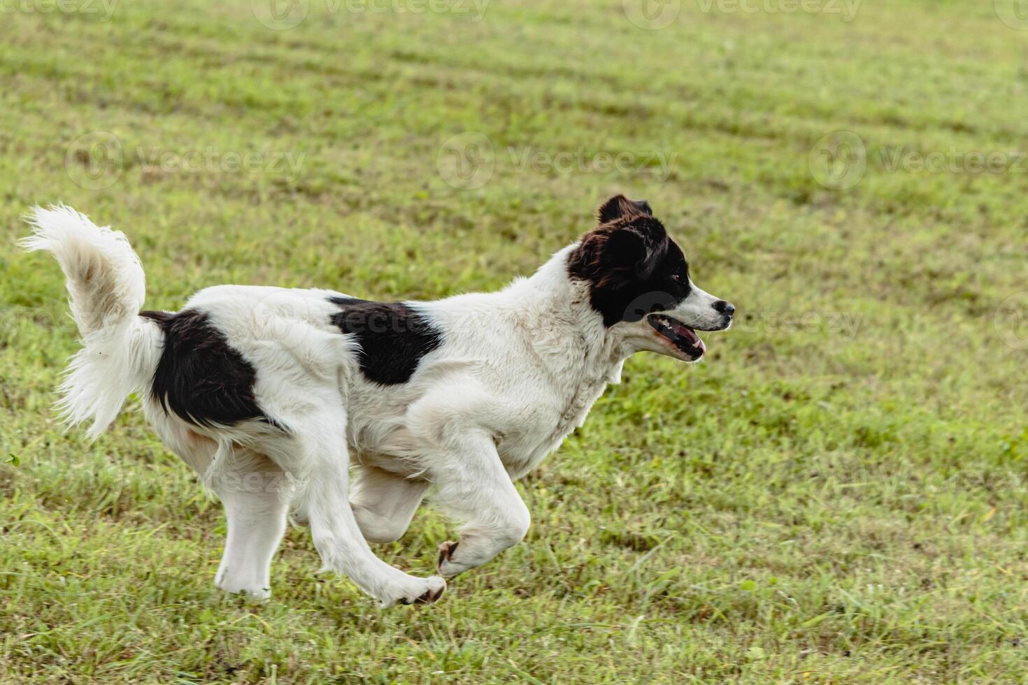 Landseer dog running and chasing lure on field photo