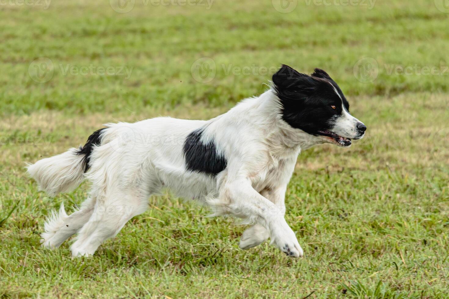 Landseer dog running and chasing lure on field photo